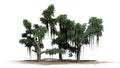 Several different Chinese Banyan trees