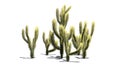 Several different Cholla cacti