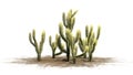 Several different Cholla cacti