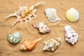 Several different seashells in the sand, top view