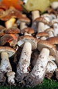 Different wild mushrooms arranged edible mushrooms