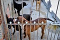 Several dogs in the backyard of the house