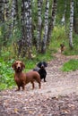 A few dachshunds for a walk in the forest