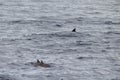 Several dolphins in the water