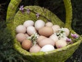 several dozen freshly collected chicken eggs in a basket