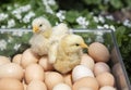 several dozen freshly collected chicken eggs and two hatched chicks on them Royalty Free Stock Photo