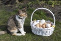 several dozen freshly collected chicken eggs in a wicker basket on the grass, a mixed-colored domestic cat sits nearby