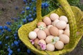 several dozen freshly picked chicken beige eggs in basket standing on a flower bed of blooming blue spring flowers Royalty Free Stock Photo