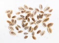 Several dried dill seeds close up on gray Royalty Free Stock Photo