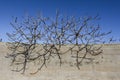 Several dry branches tree Royalty Free Stock Photo