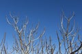 Several dry branches tree sky background Royalty Free Stock Photo