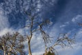 several dry branches tree sky background, several dry branches of a tree tower vertically in the sky, dried tree branches on sky Royalty Free Stock Photo