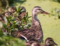Several Ducklings Huddled Around Mamma