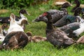 Several ducks rest on ground Royalty Free Stock Photo