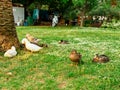 Several ducks rest under a tree on a grassy field. Wildlife behavior, natural habitat and group interaction in birds. Royalty Free Stock Photo