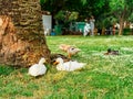 Several ducks rest under a tree on a grassy field. Wildlife behavior, natural habitat and group interaction in birds. Royalty Free Stock Photo