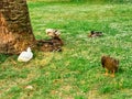 Several ducks rest under a tree on a grassy field. Wildlife behavior, natural habitat and group interaction in birds. Royalty Free Stock Photo