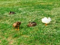Several ducks rest under a tree on a grassy field. Wildlife behavior, natural habitat and group interaction in birds. Royalty Free Stock Photo