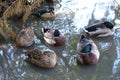 Several Ducks Sleeping in the Shade at a Lake Royalty Free Stock Photo