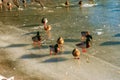 Several ducks walk on the ice in winter. Golden sunlight reflects on an ice-covered pond Royalty Free Stock Photo