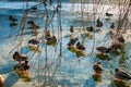 Several ducks walk on the ice in winter. Golden sunlight reflects on an ice-covered pond Royalty Free Stock Photo