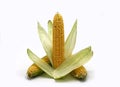 Several ears of corn with leaves on a light background. Natural product. Natural structure. Natural color. Close-up Royalty Free Stock Photo
