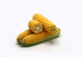 Several ears of corn on a light background. Natural product. Natural structure. Natural color. Close-up Royalty Free Stock Photo