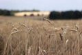 Several ears of wheat on a background of a field of cut wheat in cloudy weather, harvested, agriculture