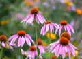 Several of echinacea flowers against a flowers background Royalty Free Stock Photo