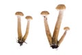 Several edible Armillaria mushrooms isolated on white background