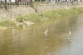 Several egrets in shallow water river play leisure, very lovely appearance