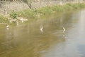 Several egrets in shallow water river play leisure, very lovely appearance