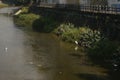 Several egrets in shallow water river play leisure, very lovely appearance