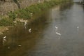 Several egrets in shallow water river play leisure, very lovely appearance