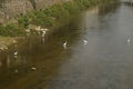 Several egrets in shallow water river play leisure, very lovely appearance