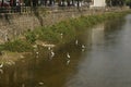 Several egrets in shallow water river play leisure, very lovely appearance