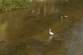 Several egrets in shallow water river play leisure, very lovely appearance