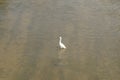 Several egrets in shallow water river play leisure, very lovely appearance