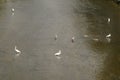 Several egrets in shallow water river play leisure, very lovely appearance