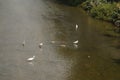 Several egrets in shallow water river play leisure, very lovely appearance