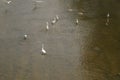 Several egrets in shallow water river play leisure, very lovely appearance