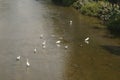 Several egrets in shallow water river play leisure, very lovely appearance