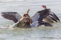 Several egyptian nile geese alopochen aegyptiaca fighting