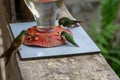 Several emerald green hummingbirds or colibris sipping at a birdfeeder. Location: Mindo Lindo, Ecuador