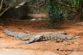 Several Estuarine Crocodile Salt-water Crocodile Royalty Free Stock Photo