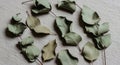 Several eucalyptus leaves (Eucalyptus spp.) are arranged on a textured beige surface. Royalty Free Stock Photo