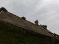 Several families of white storks have built their nests on the human roof of a house. Royalty Free Stock Photo