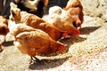 Several farm chickens eating corn in countryside