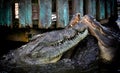 Two Florida Alligators Sunning On Dock