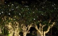 Several flowering trees, decorated with decorative lights. White flowers. Night scene Royalty Free Stock Photo